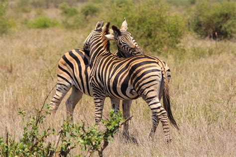 images nature adventure wildlife love fauna savanna zebra