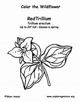 Trillium Coloring Exploringnature sketch template