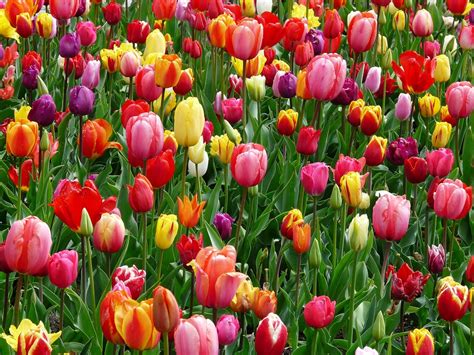 Tulipes Acheter Choisir Planter Et Entretenir Facilement