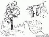 Birch Getdrawings Leaf Drawing sketch template