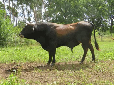 breeding  blog transforming leo   aurochs