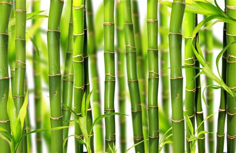 hoe bamboe stekken  manieren bambusoideae fleur flower