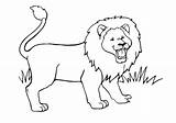 Leones Pintar Desene Colorat Qbebe Poze Lion3 sketch template