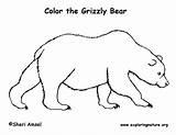 Bear Coloring Grizzly Drawing Outline Drawings Pages Cliparts Draw Nature Line Polar Cute Exploringnature Exploring Pdf Learning Mammals Animals Fish sketch template