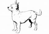 Chihuahua Coloring Dog Pages Printable Realistic Kids sketch template