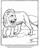Coloring Pages Lion Zoo Animals Sheet Animal sketch template