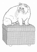 Pisica Colorat Desene Planse Pisici Imagini Domestice Animale Educative Martisor Pasti Trafic Mancare sketch template