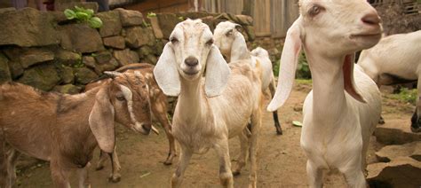 how to separate the sheep from the goats heifer international