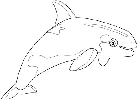 dolphin coloring pages   coloring sheets whale coloring