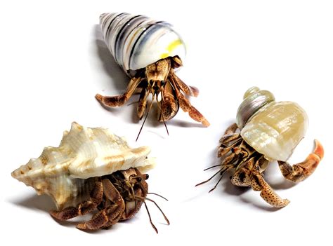 pet hermit crabs ubicaciondepersonascdmxgobmx