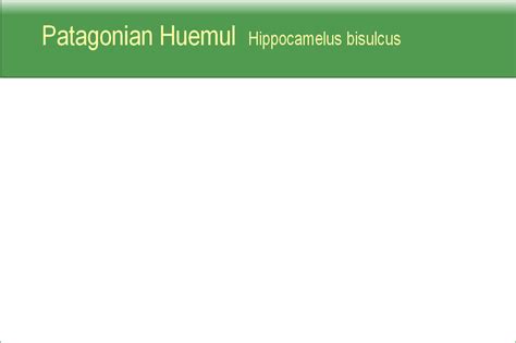 huemul patagonia red deer hippocamelus bisulcus cervus