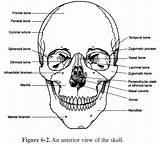 Skull Skeletal System Anatomy Human Bones Coloring Pages Worksheets Worksheet Osteology Study Cranium Help Kids Educational Learning Face Skulls Printable sketch template