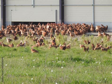 elevage extensif  en plein air de poules  poulets stock photo adobe stock