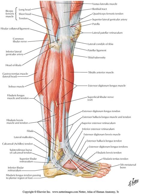 nerves leg diagram koibanainfo nerve nerves  leg  limb