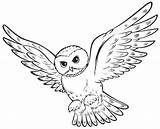 Owl Coloring Pages Harry Potter Animal Animals Printable Drawing sketch template