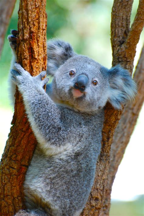 baby koala pictures   images  unsplash