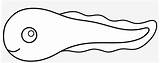 Tadpole Drawing Easy Cute Line Pngkit Outline sketch template