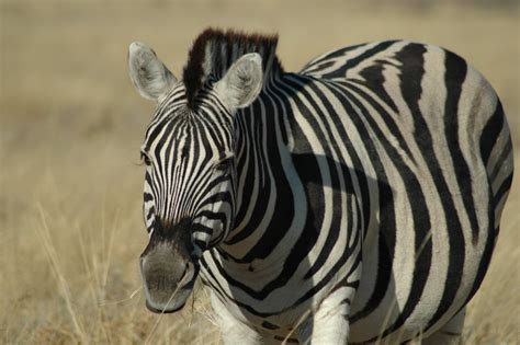 uniqueness  zebra stripes