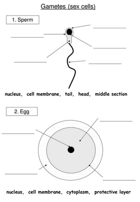 sex cells structure by rebs langdon teaching resources