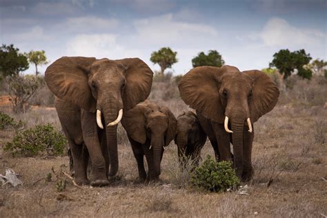 high resolution elephant pictures   family  elephants