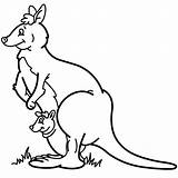 Cangur Colorat Planse Kangourou Salbatice Animale Desene Kangaroo Coloriages Canguri sketch template