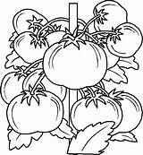 Colorat Legume Fructe Planse P41 Desene Primiiani Copii Sheets Prin Cele Cauta Isteti sketch template