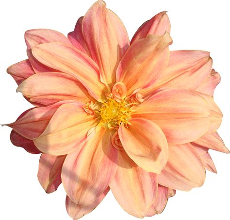 flower png