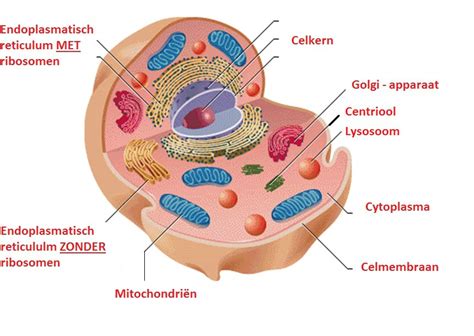 structuur de cel