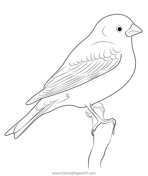 purple finch  coloring page  kids  finches printable