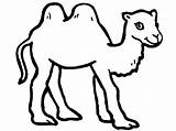 Colorir Camelos Desenhos Cammelli sketch template