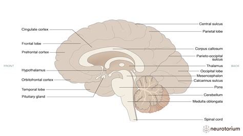 labeled sagittal brain model