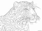 Leopard Coloring Pages Indian Printable Colouring Adult African Portrait Coloriage Pardus Kleurplaat Adulte Pour Print Detailed Stress Anti Sheets Supercoloring sketch template