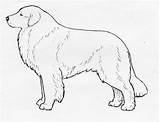 Pyrenees Great Breed Standard Pdf Color sketch template
