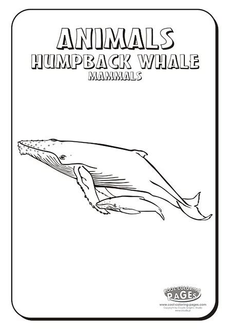 humpback whale coloring pages humpback whale coloring flickr