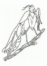 Mantis Religiosa Grillo Gottesanbeterin Dibujo Praying Malvorlage Bidsprinkhaan Kleurplaat Schulbilder Schoolplaten Educima Educolor Grande sketch template