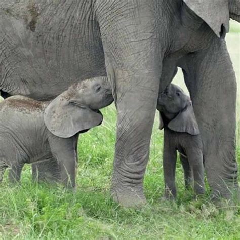 Rare Elephant Twins Thrive In Kenya S Amboseli National Park A Joyous