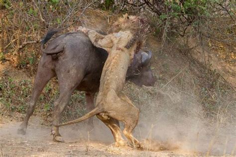 Nature At Its Most Brutal As Lion And Buffalo Fight To A Deadly