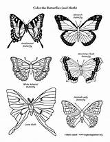 Forest Butterflies Coloring Moths sketch template