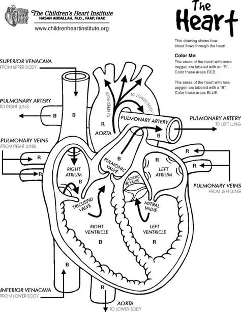 heart diagram coloring page printable