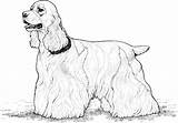 Coloring Dog Pages Breed Spaniel Cocker Book sketch template