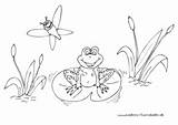 Frosch Teich Ausmalbild Ausmalen Libelle Froehlicher Nadines Malen Entwicklung Zahlen Fröhlicher sketch template