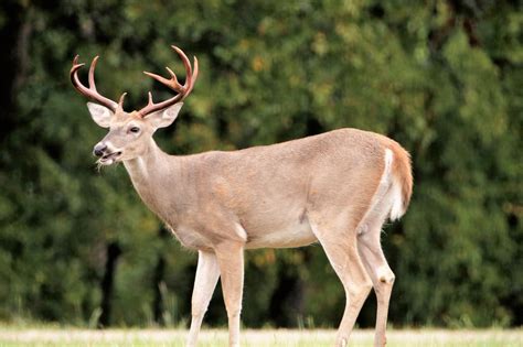 white tail buck  summer  stock photo public domain pictures