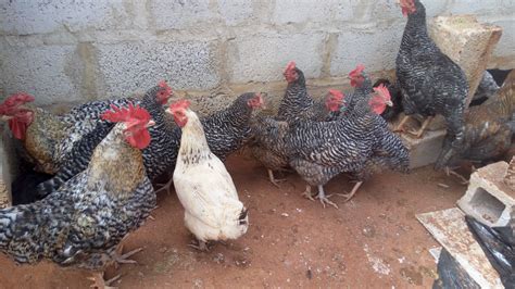 the poultry house zambia home facebook