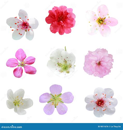 blossom collection stock photo image  background floral