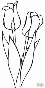 Tulips Red Tulip Coloring Drawing Pages Para Line Tulipa Flores Tulipas Colorir Imprimir Desenhos Desenho sketch template
