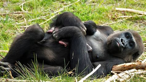 gorilla geboren  safaripark beekse bergen tilburgcom