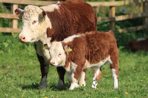 miniature hereford hereford cattle miniature hereford hereford cows