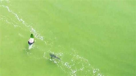 drones trained  identify sharks  send alerts daily telegraph