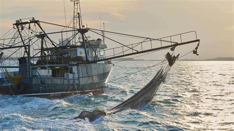 fishery marine stewardship council