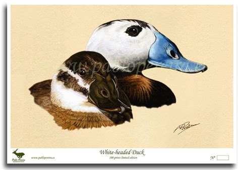white headed duck pablo pereira retratos de fauna